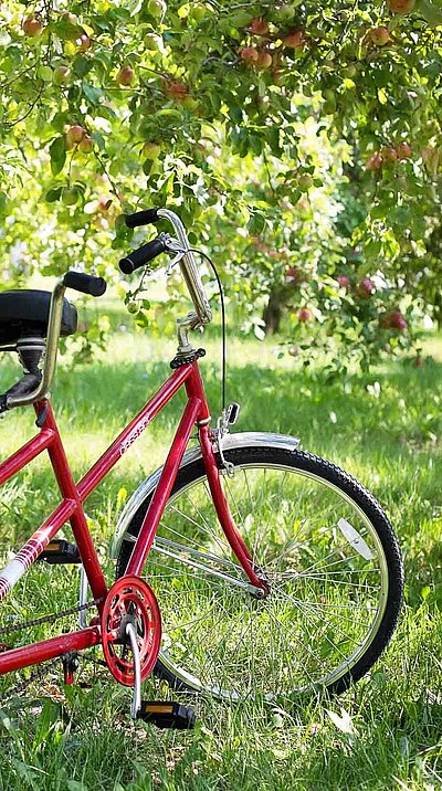Radfahren und Radwandern in Oberfranken - rotes Tandem-Fahrrad im Wald zu Tageslicht