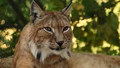 Der Wildpark Waldhaus in Mehlmeisel Wildpark Waldhaus in Mehlmeisel Luchs