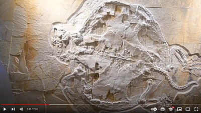 Mobbl - die größte Jura-Schildkröte weltweit Mobbl - die größte Jura-Schildkröte weltweit - Videovorschau mit Skelett