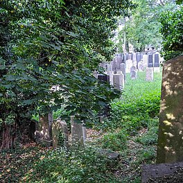 Grabsteine im alten jüdischen Friedhof Fürth inmitten wilder Vegetation