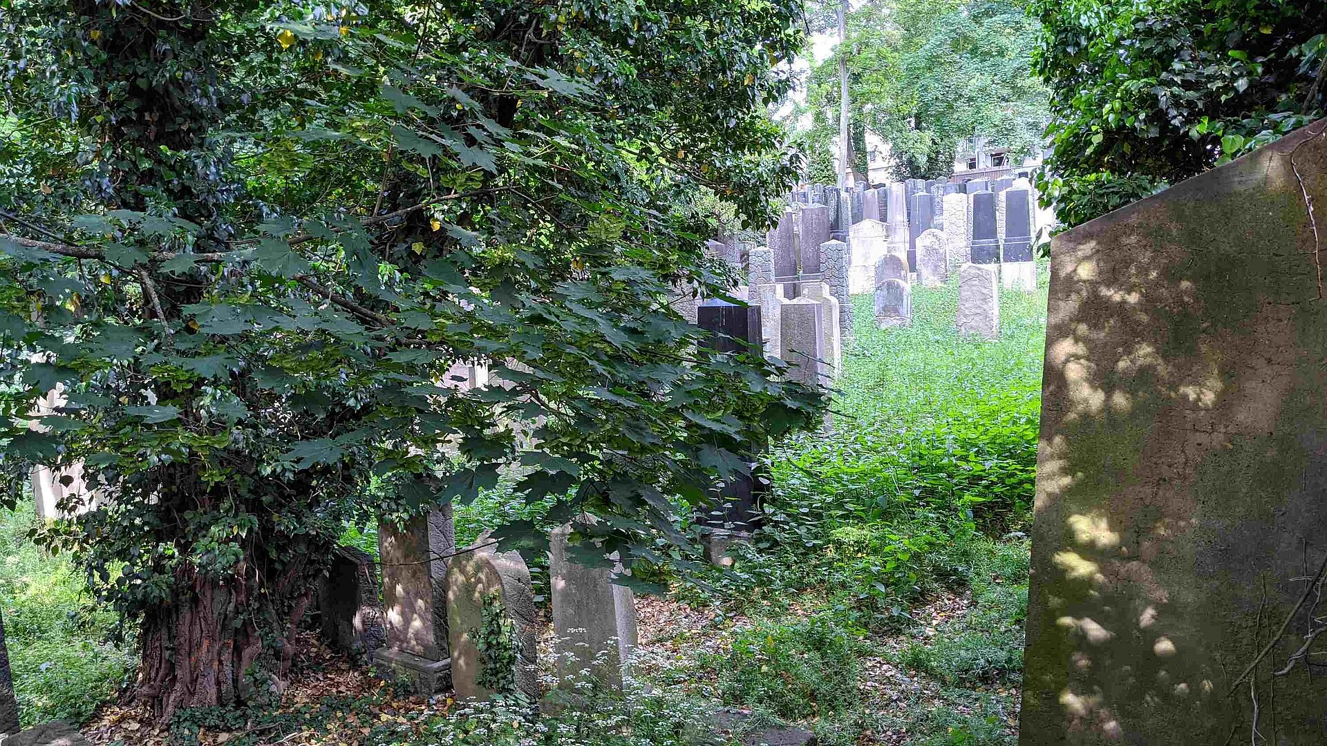 Grabsteine im alten jüdischen Friedhof Fürth inmitten wilder Vegetation
