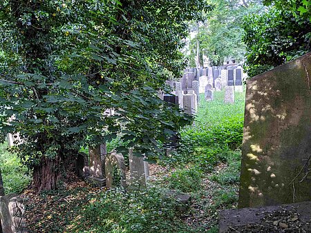 Grabsteine im alten jüdischen Friedhof Fürth inmitten wilder Vegetation