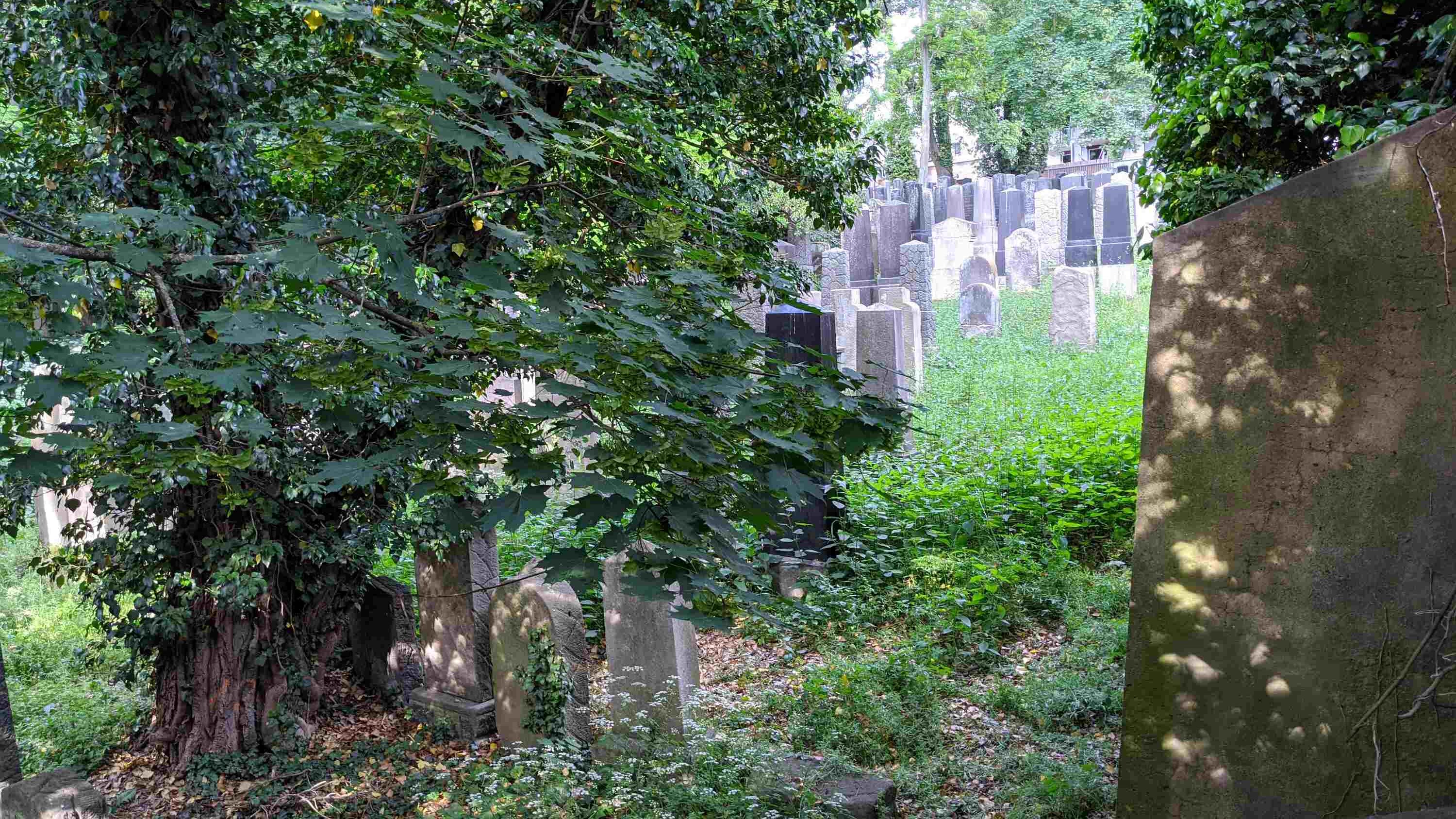 Grabsteine im alten jüdischen Friedhof Fürth inmitten wilder Vegetation
