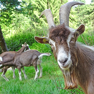 Archedorf Kleinwendern Archedorf Kleinwendern