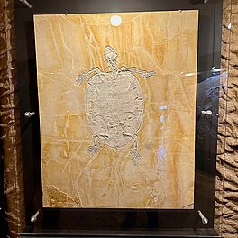 Bamberger Naturkundemuseum - fossile Schildkröte