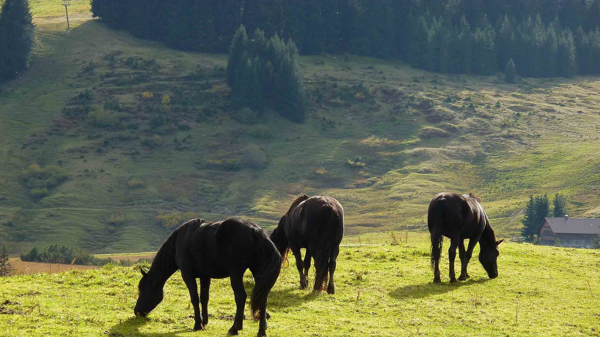 Urlaub auf dem Bauernhof - drei Pferde mit dunklen Fell grasen in sehr grüner Landschaft, im Hintergrund ist ein Haus und ein Wald zu sehen