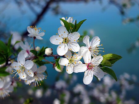 Kirschblüte in der Fränkischen Schweiz 2021
