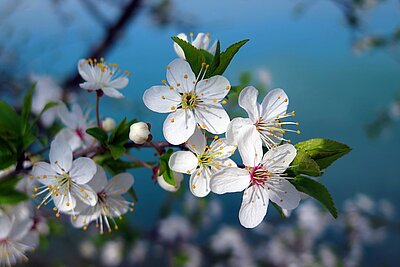 Kirschblüte in der Fränkischen Schweiz 2021