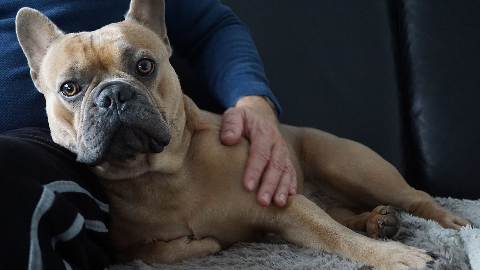 Hunde Willkommen in Oberfranken - hell-brauner Hund auf Sofa, vom Herrchen gestreichelt schaut in die Kamera