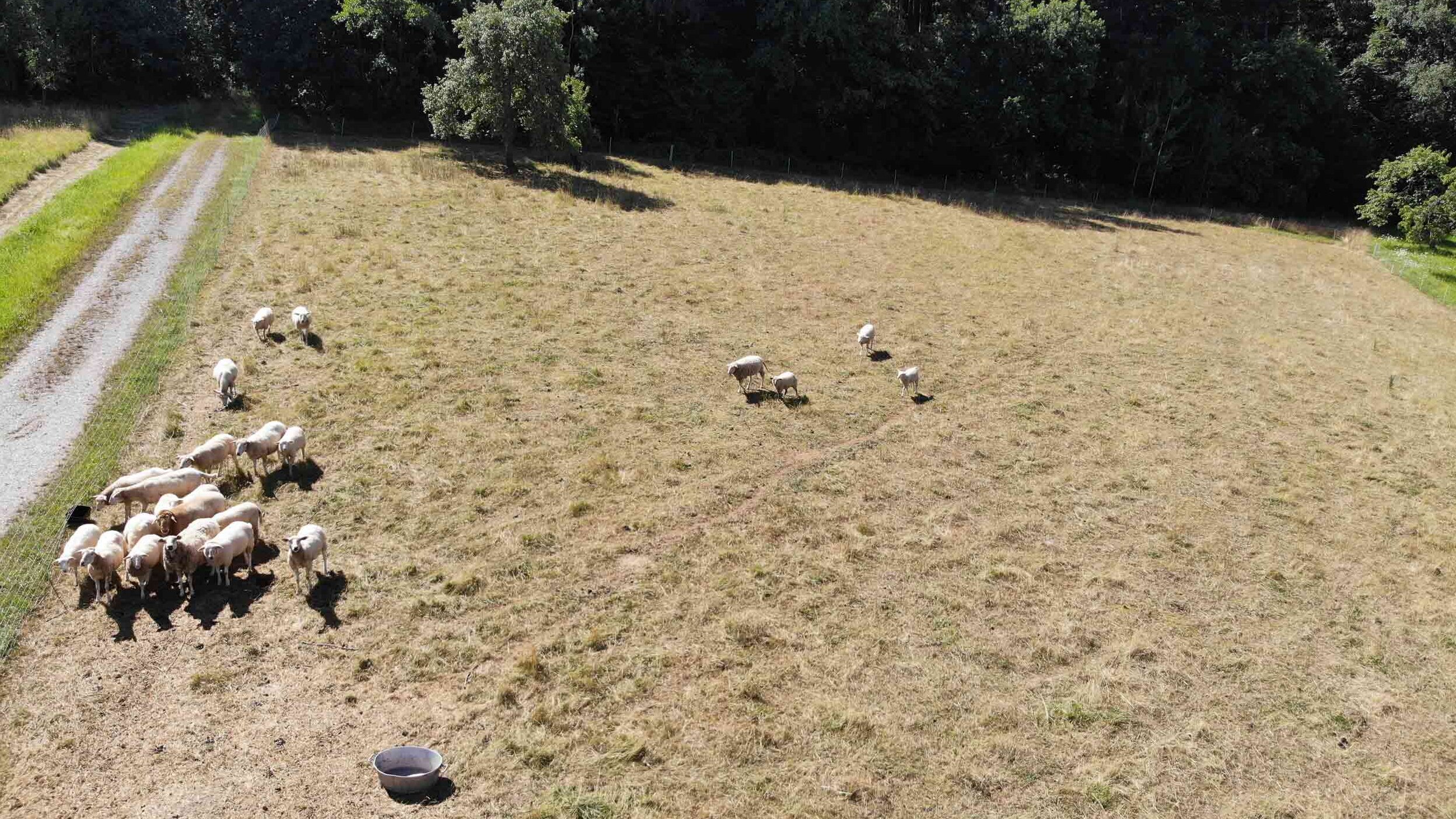 Auf dem Hof, Feld und im Garten umgeschaut  -Schafsherde Vogelperspektive
