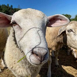 Auf dem Hof, Feld und im Garten umgeschaut  - Schafsherde