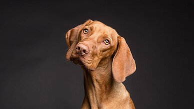 CBD-Öl für Haustiere: Was Haustierbesitzer über CBD-Produkte wissen sollten -Brauner Hund