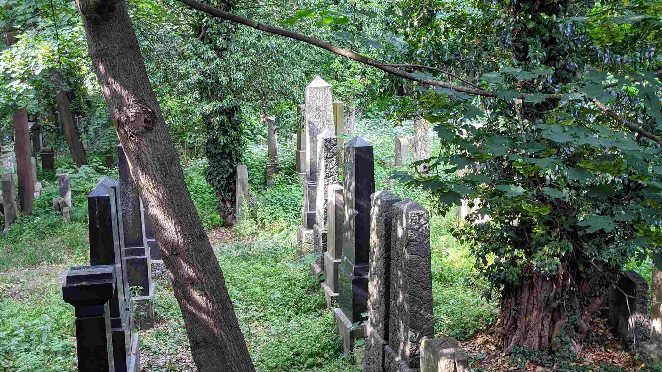 Grabsteine im alten jüdischen Friedhof Fürth inmitten wilder Vegetation