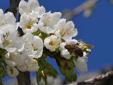 Kirschblüte in der Fränkischen Schweiz - Kirschblüten mit Biene