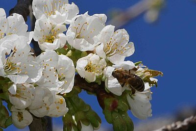 Kirschblüte in der Fränkischen Schweiz - Kirschblüten mit Biene