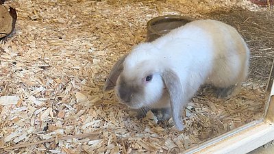 Tierheim Nürnberg Tierheim Nürnberg