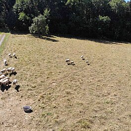 Auf dem Hof, Feld und im Garten umgeschaut  -Schafsherde Vogelperspektive