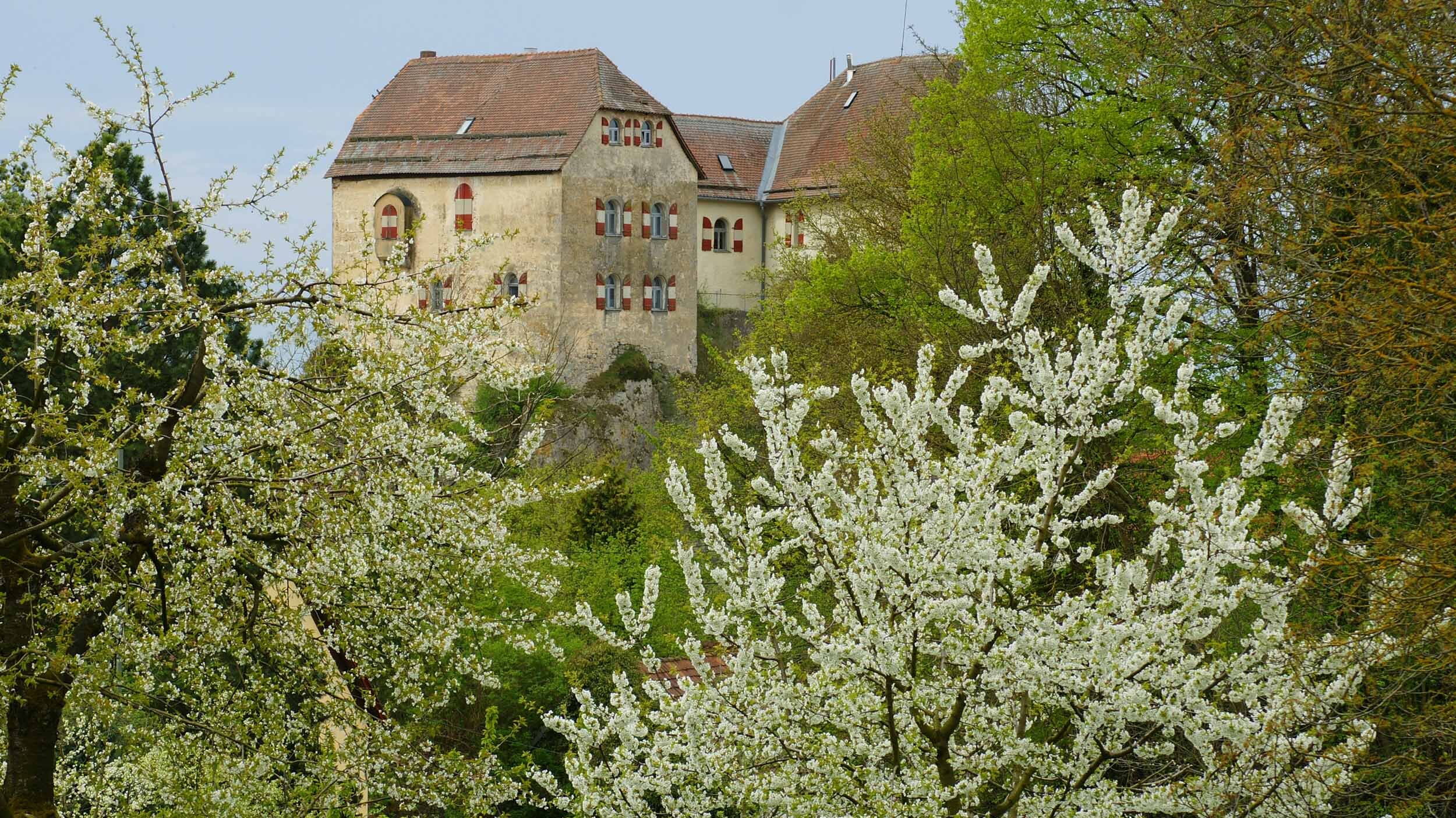 Kirschblüte in Hiltpoltstein in der Fränkischen Schweiz
