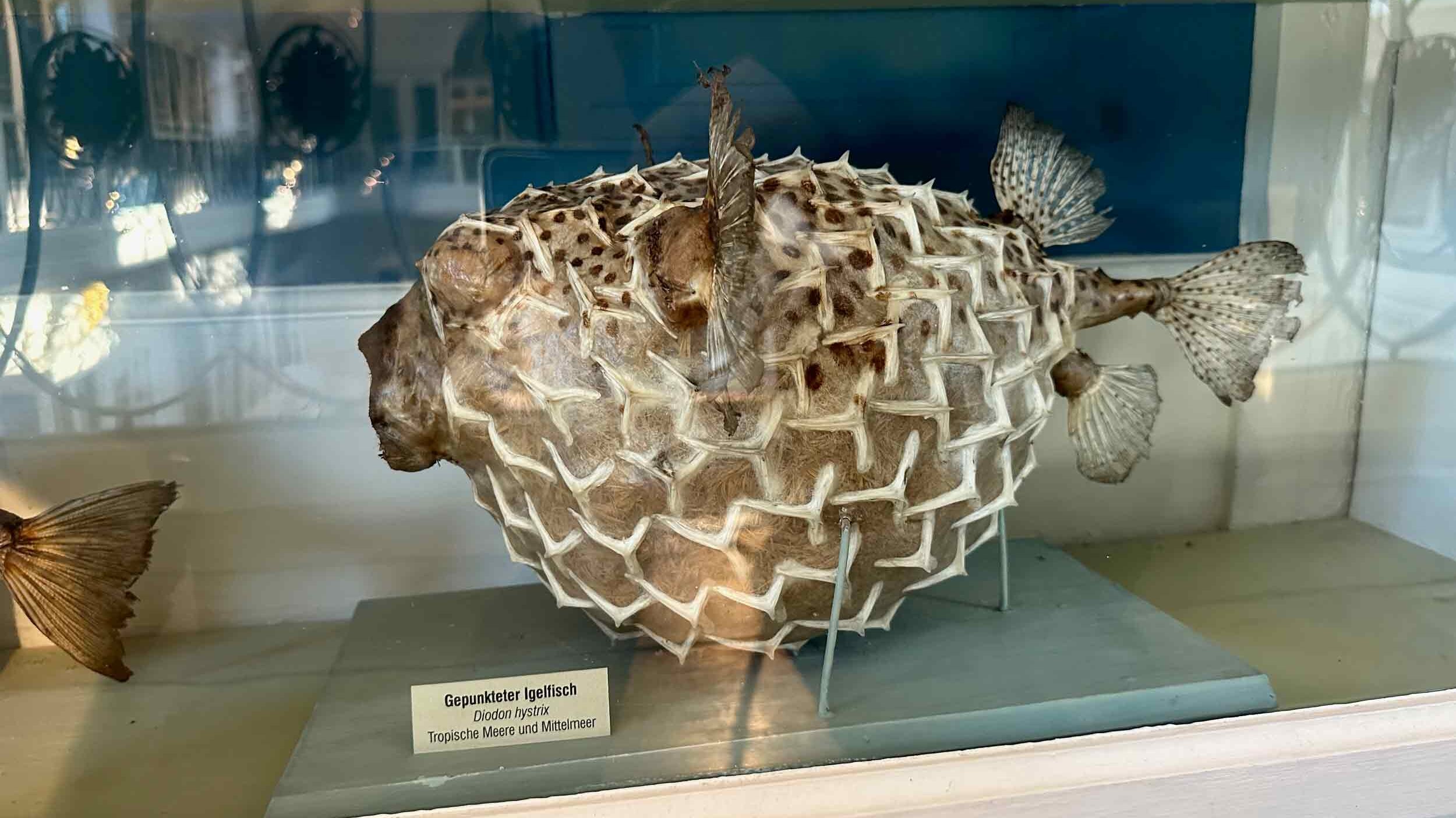 Bamberger Naturkundemuseum - ein gepunkteter Igelfisch