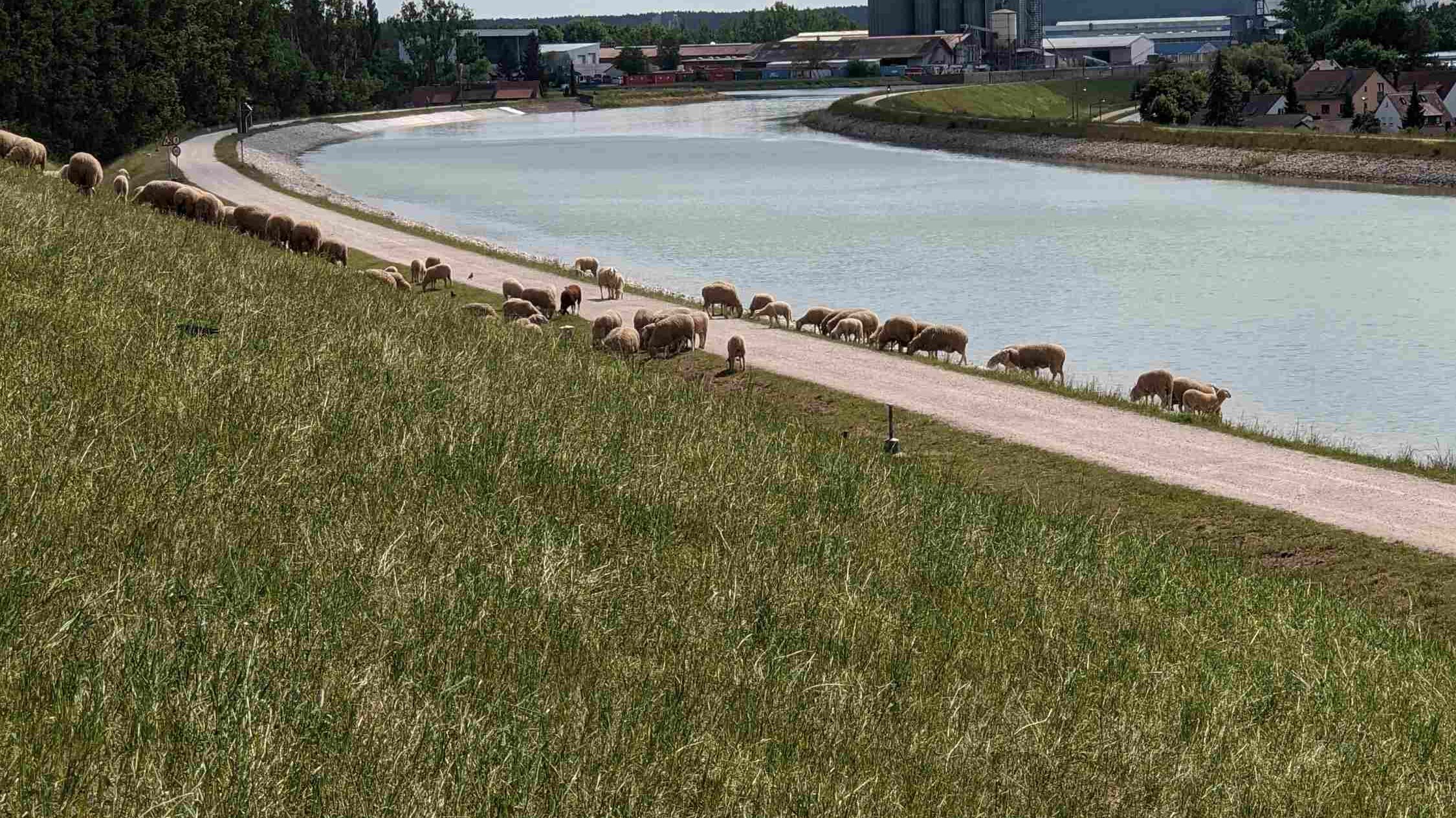 Schafe am Kanal Fuerth beim Solarberg