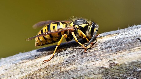 Hausmittel gegen Wespen und Vorbeugung von Wespennestern - Wespe auf einem Holzstück