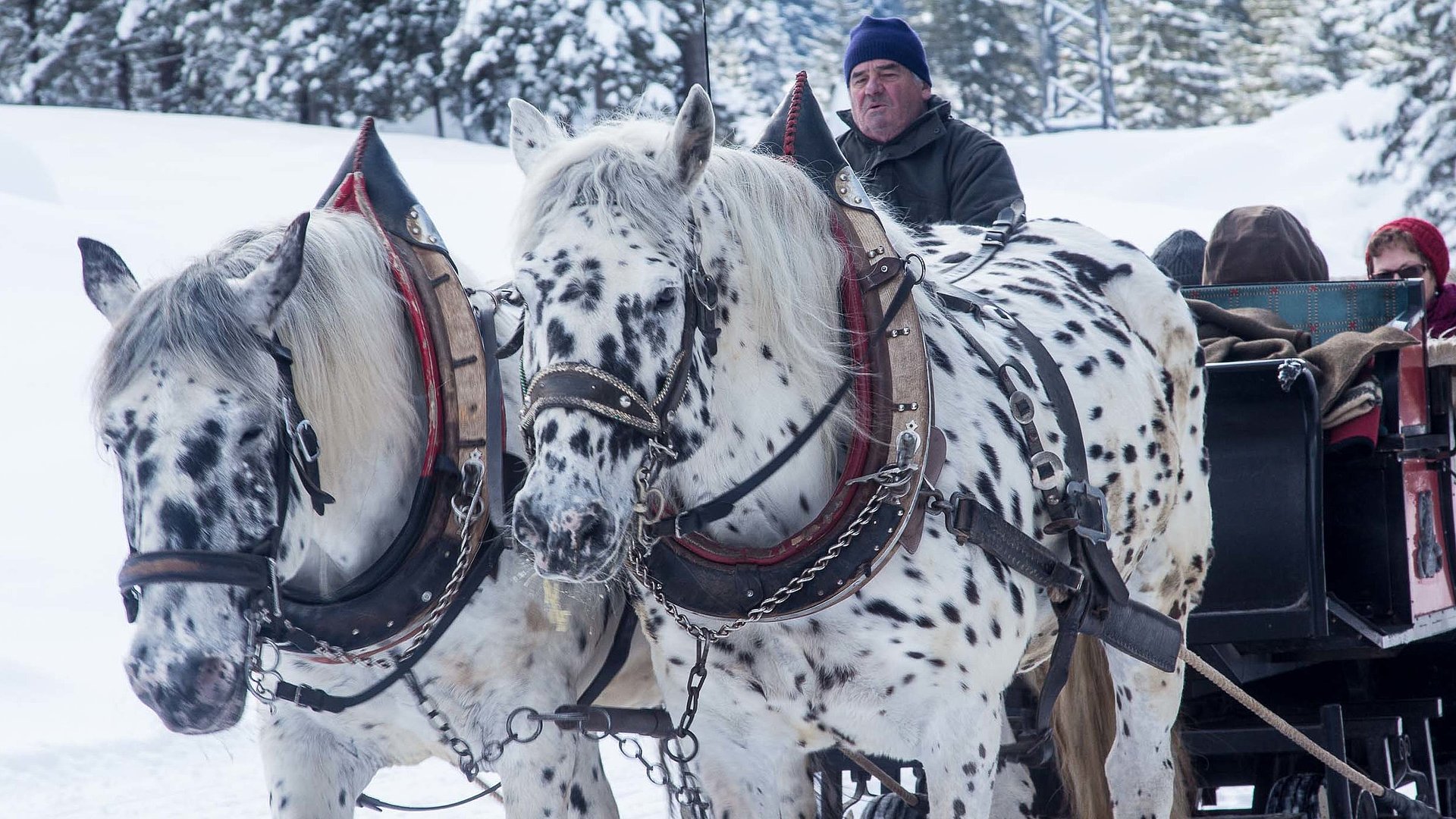Reiten und Reiturlaub in Unterfranken - Schneelandschaft in waldiger Umgebung; weiße Pferde, schwarz-gepunktet führen Kutsche an