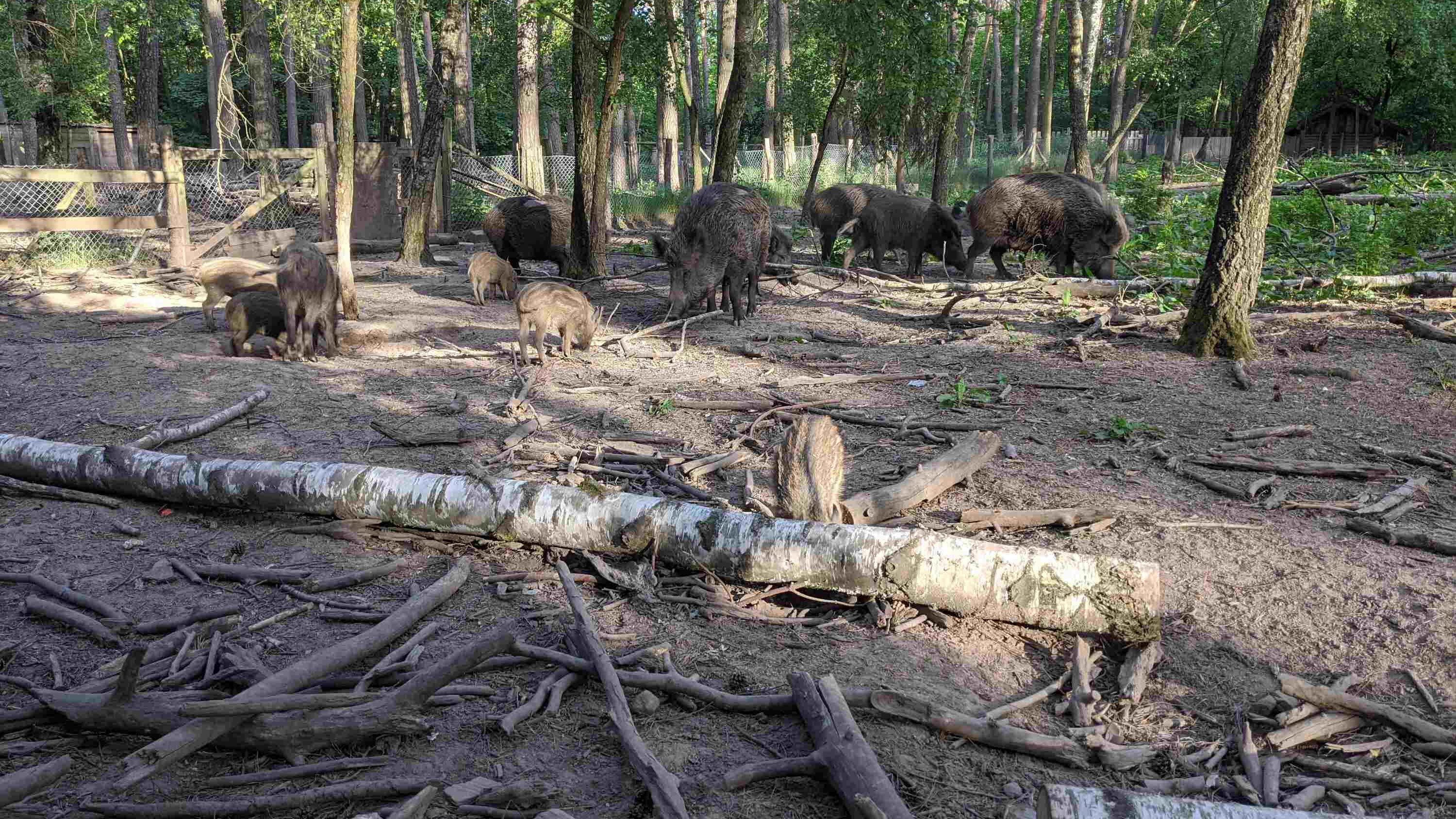 Rotte Wildschweine im Schwarzwildgehege des Stadtwaldes Fuerth