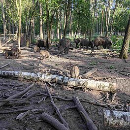 Rotte Wildschweine im Schwarzwildgehege des Stadtwaldes Fuerth
