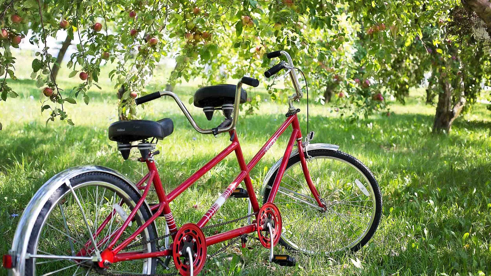 Radfahren und Radwandern in Mittelfranken - rotes Tandem-Fahrrad im Wald zu Tageslicht 