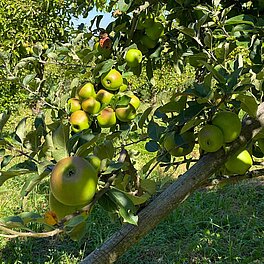 Unterwegs in der hofeigenen Obstplantage - Apfelbaum