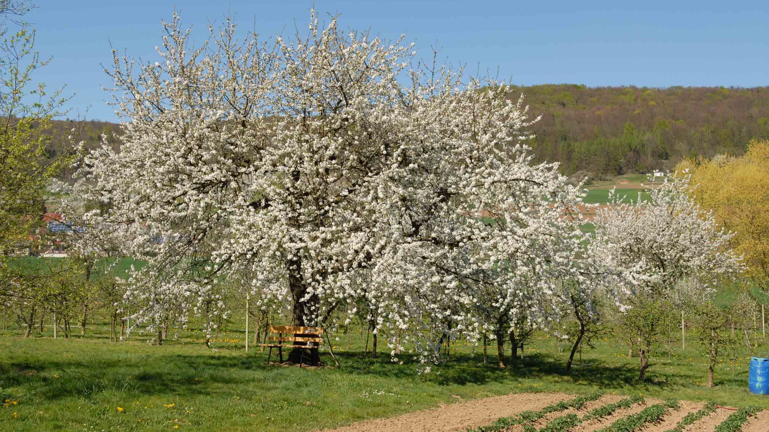 Kirschblüte in der Fränkischen Schweiz - blühender Kirschbaum
