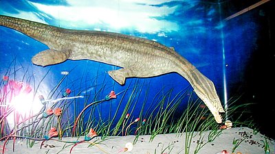 Urwelt-Museum Bayreuth Urwelt-Museum Bayreuth