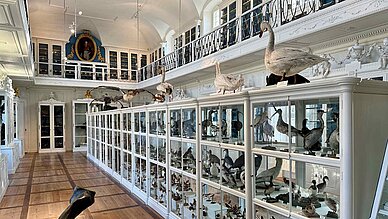 Authentische Schätze der Vergangenheit: Das Naturkundemuseum Bamberg setzt auf originale Objekte