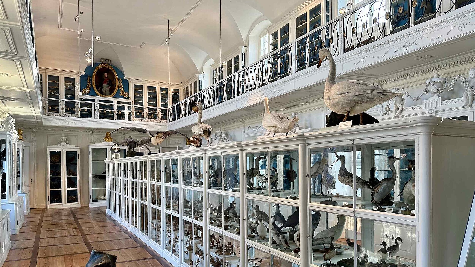 Naturkundemuseum Bamberg - Der Vogelsaal im Museum