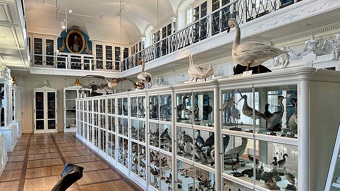 Authentische Schätze der Vergangenheit: Das Naturkundemuseum Bamberg setzt auf originale Objekte