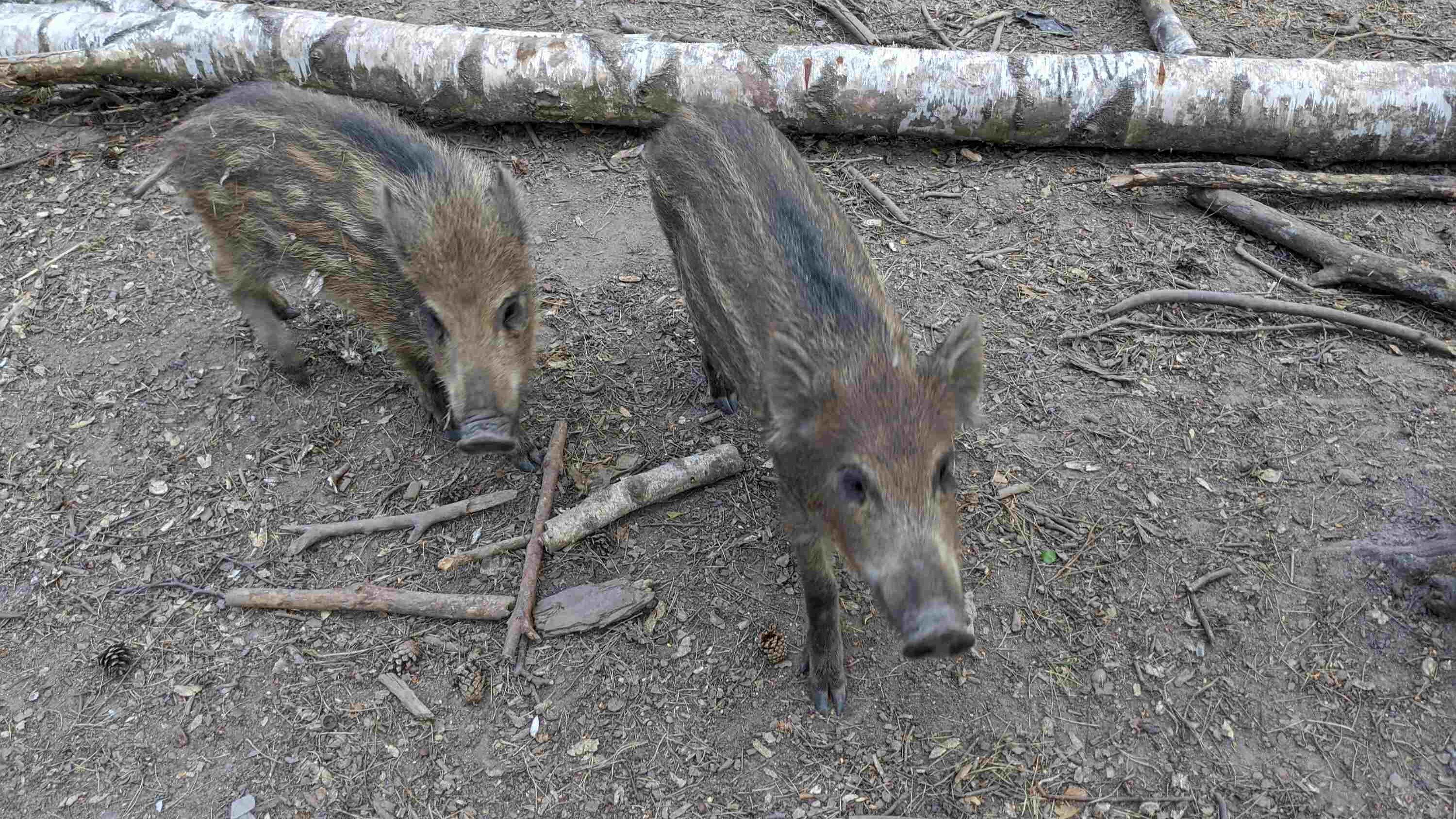 Frischlinge im Schwarzwildgehege des Stadtwaldes Fuerth