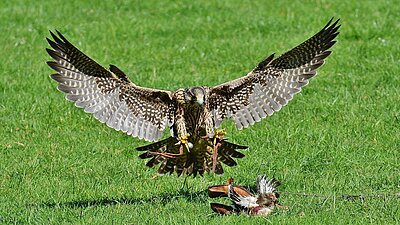 Greifvogel - Falke Greifvogel - Falke