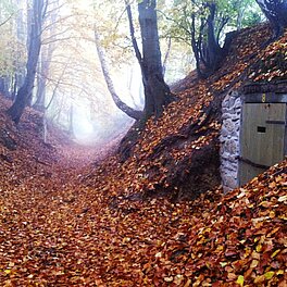 Impressionen aus der Umgebung - Herbst Wald