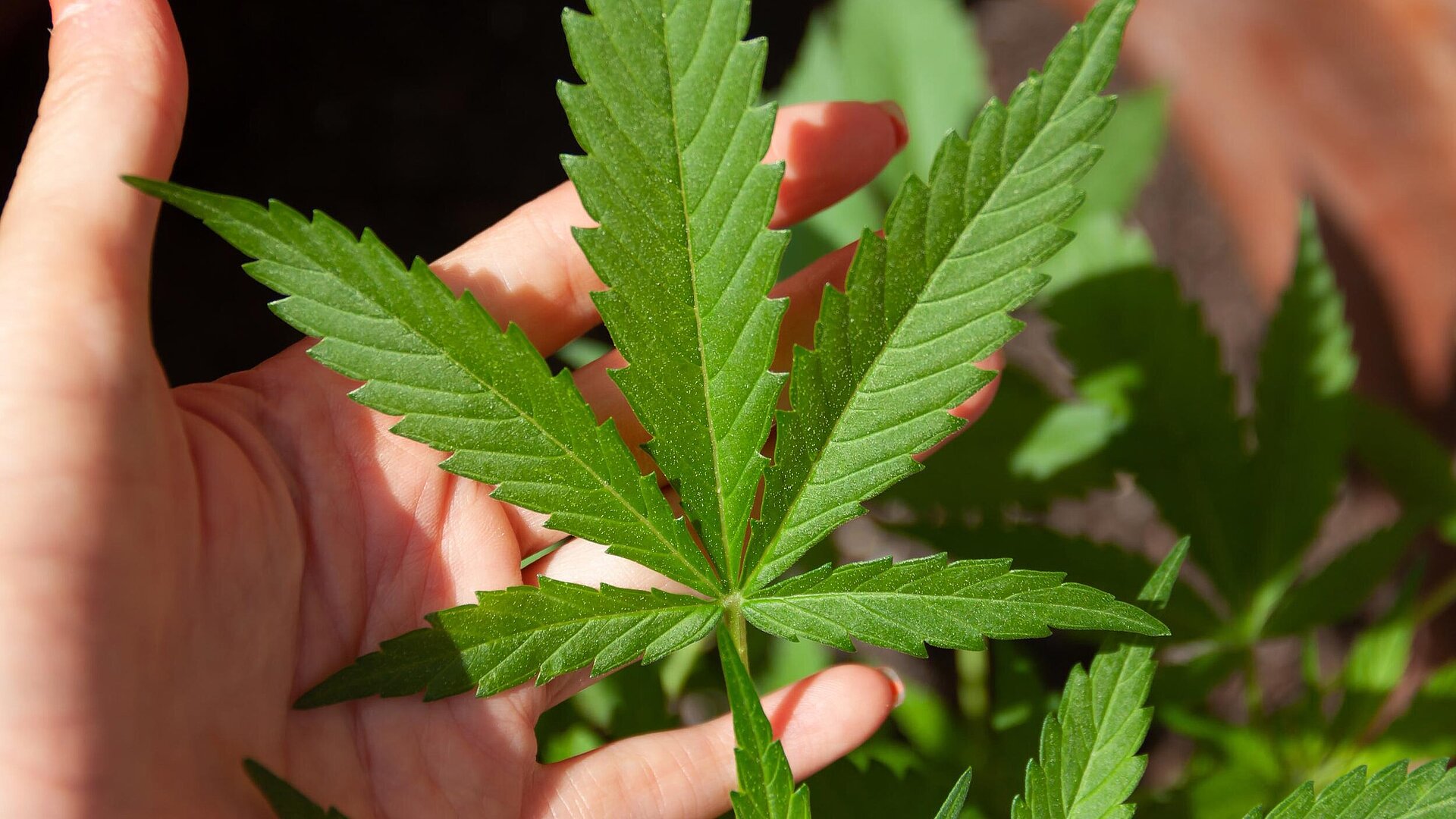Cannabis-Legalisierung – es herrscht Redebedarf