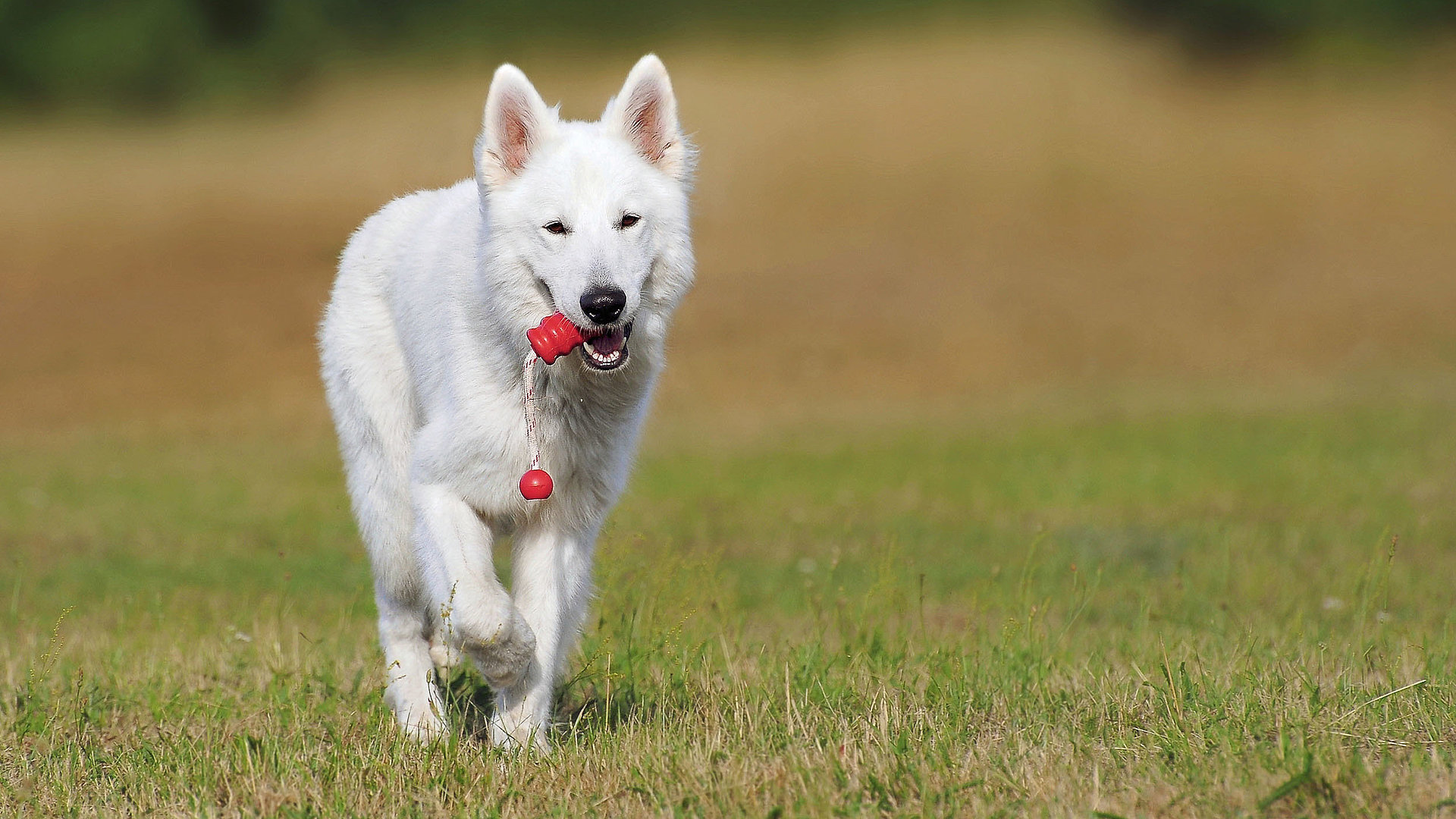 Urlaub auf dem Bauernhof in Unterfranken - auf einem Feld; weißer Hund mit Spielzeug im Maul schaut in die Kamera