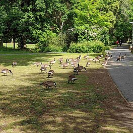 Gänse mit Nachwuchs auf einer Wiese im Stadtpark Fürth