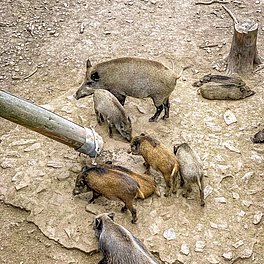 Wildpark Mehlmeisel Wildschweinrotte