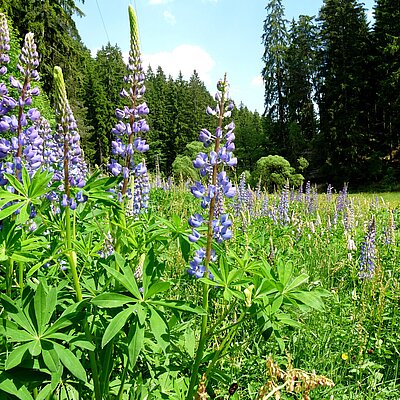 Ferienwohnungen im Fichtelgebirge Ferienwohnungen im Fichtelgebirge