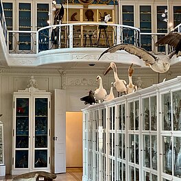 Faszinierende Vogelvielfalt: Ein Streifzug durch den Vogelsaal des Naturkundemuseums Bamberg