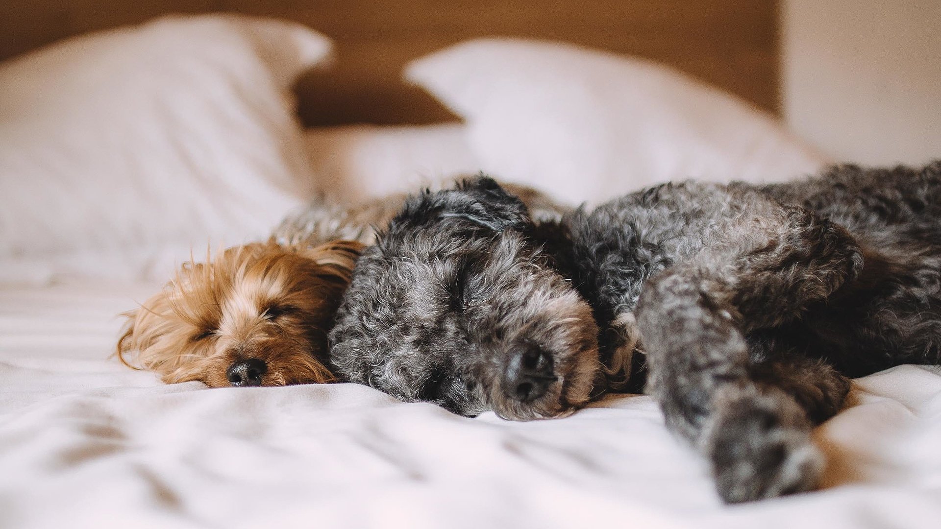 Hunde Willkommen in Franken - ein schwarz-grauer und ein brauner Welpe liegen auf einem gemachten Hotelbett