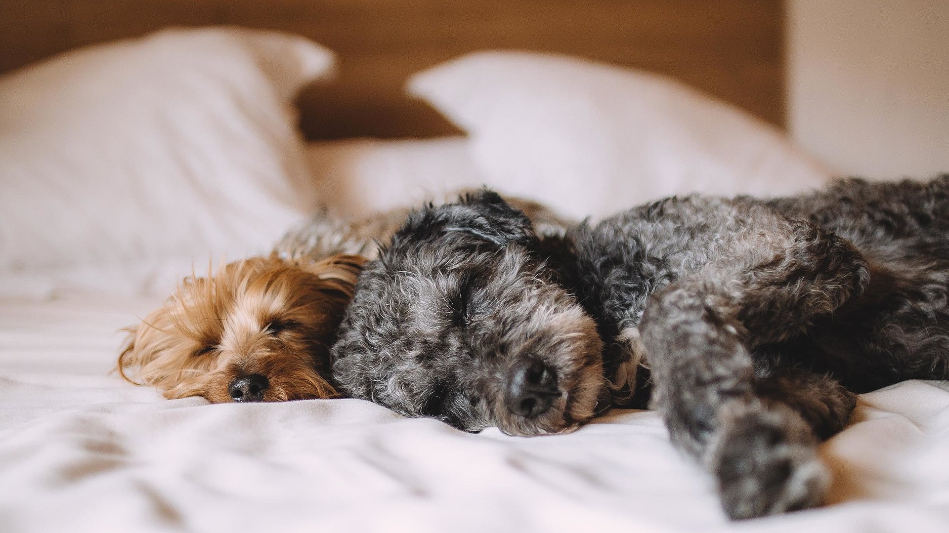 Hunde Willkommen im Fichtelgebirge - brauner und schwarz-grauer Welpe auf einem gemachten Hotelbett