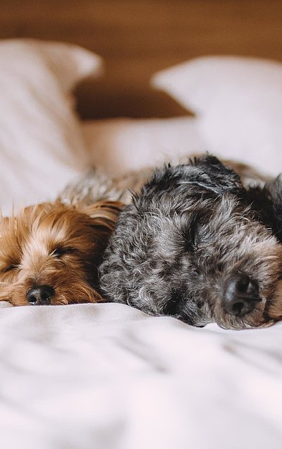 Hunde Willkommen im Ostallgäu - ein schwarz-grauer und ein brauner Welpe liegen auf einem gemachten Hotelbett