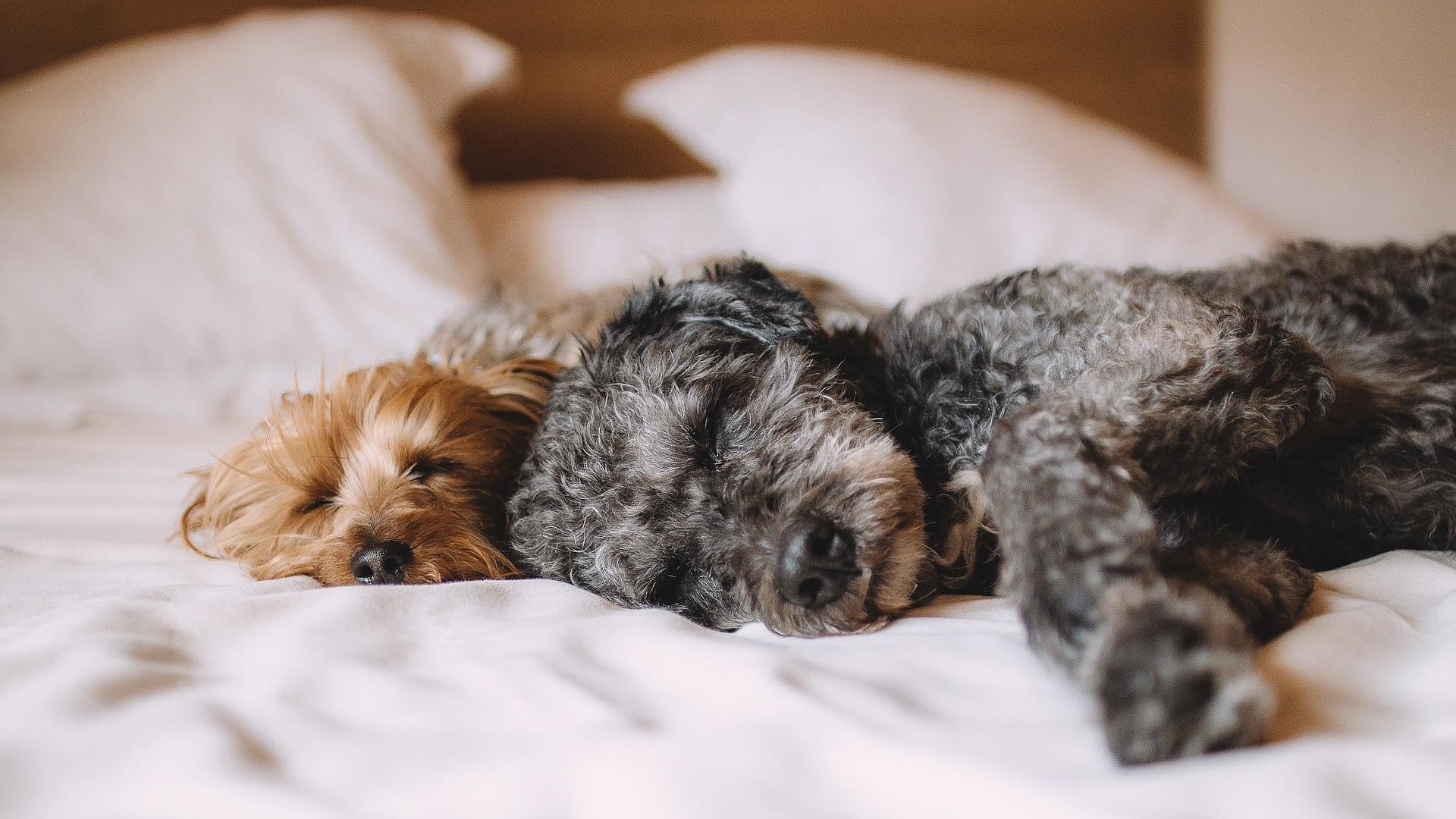 Hunde Willkommen am Chiemsee - zwei Hunde ruhen auf einem Hotelbett