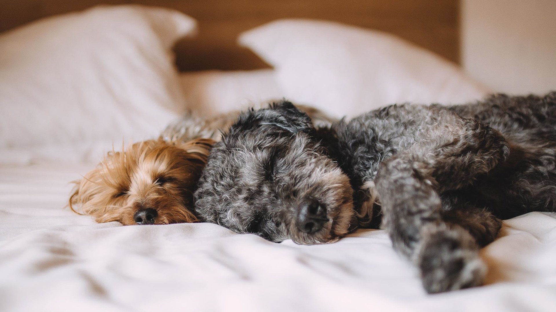 Hunde Willkommen in Ostbayern - ein schwarz-grauer und ein brauner Welpe liegen auf einem gemachten Hotelbett