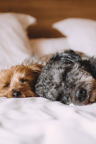 Hunde Willkommen in Unterfranken - ein schwarz-grauer und ein brauner Welpe liegen auf einem gemachten Hotelbett